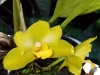 ABG-Bifrenaria-inodora