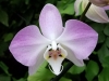 ABG-Phal-sanderiana