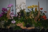odoms-orchids-display
