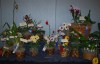 orchid-gallery-display