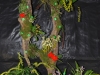 andys-orchids-display