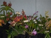 dsos-display