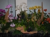 odoms-orchids-display