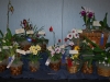 orchid-gallery-display
