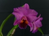 Rhyncholaeliocattleya Golden Circle 'Barleen', AM/AOS