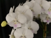 Phalaenopsis Yu Pin Easter Island 'Crystal White', AM/AOS