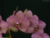 Phalaenopsis I-Hsin Spot Leopard 'SRO-IS1315', HCC/AOS