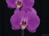 Phalaenopsis OX Firebird 'SRO-OX1519', AM/AOS