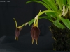 Masdevallia vargasii 'Glencreek', CHM/AOS