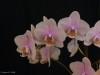 Phalaenopsis I-Hsin Balloon 'SRO-KH6734', HCC/AOS