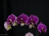 Phalaenopsis Leopard Prince 'New Seasons Red', AM/AOS