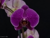 Phalaenopsis Leopard Prince 'New Seasons Red', AM/AOS