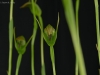 (Pterostylis furcata x (Pterostylis x ingens)) 'Mello Spirit', CCM/AOS