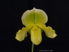 Paphiopedilum Avalon Love Stone 'Chasus', HCC/AOS