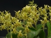 Dendrobium polysema 'Chasus', HCC/AOS