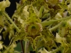Dendrobium polysema 'Chasus', HCC/AOS