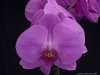 Phalaenopsis Sogo Davis 'Stones River', AM/AOS