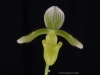 Paphiopedilum fowliei f. christianae 'Terry Glover', AM/AOS