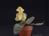 Paphiopedilum wenshanense var. semi-alba 'Chasus', CHM/AOS