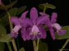 Cattleya Daphne 'Memoria Jennifer Aja-Thresher', AM/AOS