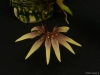 Bulbophyllum acuminatum 'Glencreek', CBR/AOS