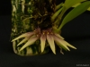 Bulbophyllum acuminatum 'Glencreek', CBR/AOS