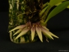 Bulbophyllum acuminatum 'Glencreek', CBR/AOS