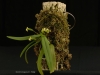 Ascochilopsis myosurus 'Glencreek', CBR/AOS