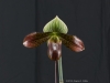 Paphiopedilum Venus Knight 'Mother's Day Magic', AM/AOS