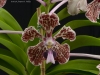 Vanda tricolor var. suavis 'Bali Best Girl', AM/AOS