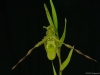 Phragmipedium Praying Mantis 'Green Elf', AM/AOS