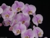 Phalaenopsis Maki Watanabe 'Myrna's Memory', AM/AOS