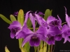 Cattleya purpurata 'Brazilian Thunder', AM/AOS