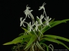 Vanda falcata 'Big Bluto', AM/AOS