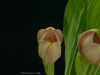 Anguloa Dubia 'Mello Spirit', AM/AOS