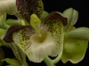 Catasetum atratum 'Jiffy OK', AM/AOS