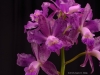 Cattleya Sarah Jessica Parker 'Hot Vision', AM/AOS