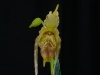 Phragmipedium Mini Grande 'Bossy', AM/AOS