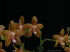 Phalaenopsis Ossirah 'Stones River', HCC/AOS