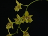 Dendrobium biloculare 'Sweet Sol', HCC/AOS