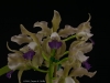 Cattleya Leoloddiglossa 'Call That Blue', AM/AOS