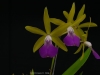 Brassocattleya A. C. Oliveros 'Chasus', HCC/AOS