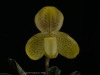 Paphiopedilum concolor 'Chasus', AM/AOS