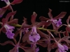 (Encyclia phoenecia 'Florafarm', AM/AOS x Laelia splendida 'Orchid Eros', AM/AOS) 'MVO Sweetheart', AM/AOS
