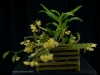 Dendrobium platycaulon 'Sweetbay', CCM/AOS