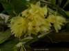 Dendrobium platycaulon 'Sweetbay', AM/AOS
