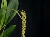 Dendrochilum propinquum 'Swamprad', CBR/AOS