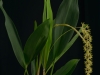 Dendrochilum propinquum 'Swamprad', CBR/AOS