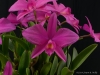 Cattleya Roya Evelyn 'Cathy', AM/AOS