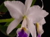 Cattleya jenmanii f. semi-alba 'Memoria Dan Brandt', AM/AOS